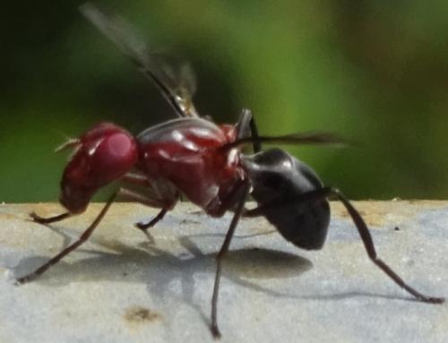 Réf. 355 076 : Cephalia rufipes